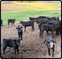 Calves at Deer Creek Angus Farm