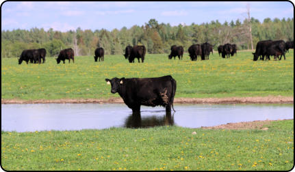 Cattle at Deer Creek Angus Farm