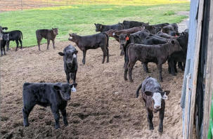 Contact Deer Creek Angus Farm